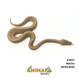 Píton bola - (Python regius) - A1831 - Banana Pastel Pinstripe