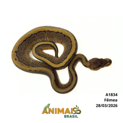 Píton bola - (Python regius) - A1834 - Pinstripe