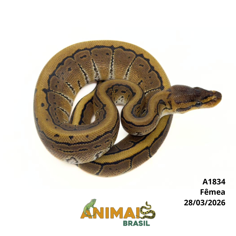 Píton bola - (Python regius) - A1834 - Pinstripe