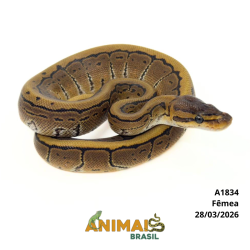 Píton bola - (Python regius) - A1834 - Pinstripe