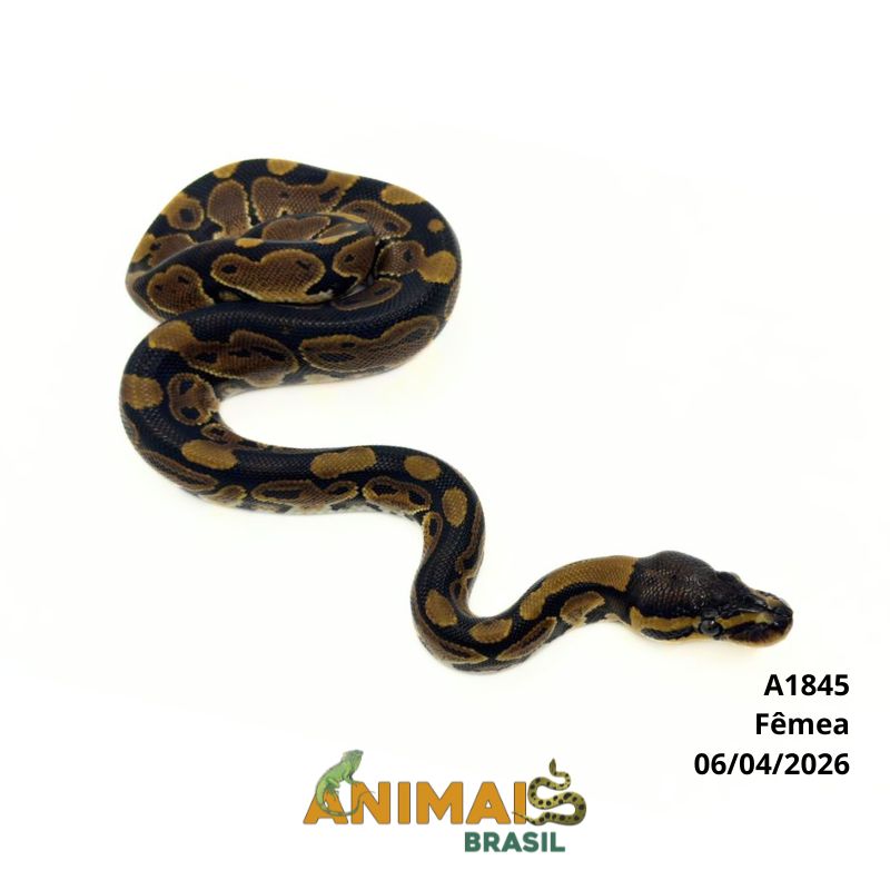 Píton bola - (Python regius) - A1845 - Comum
