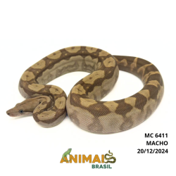 Jiboia Bci (Boa constrictor...