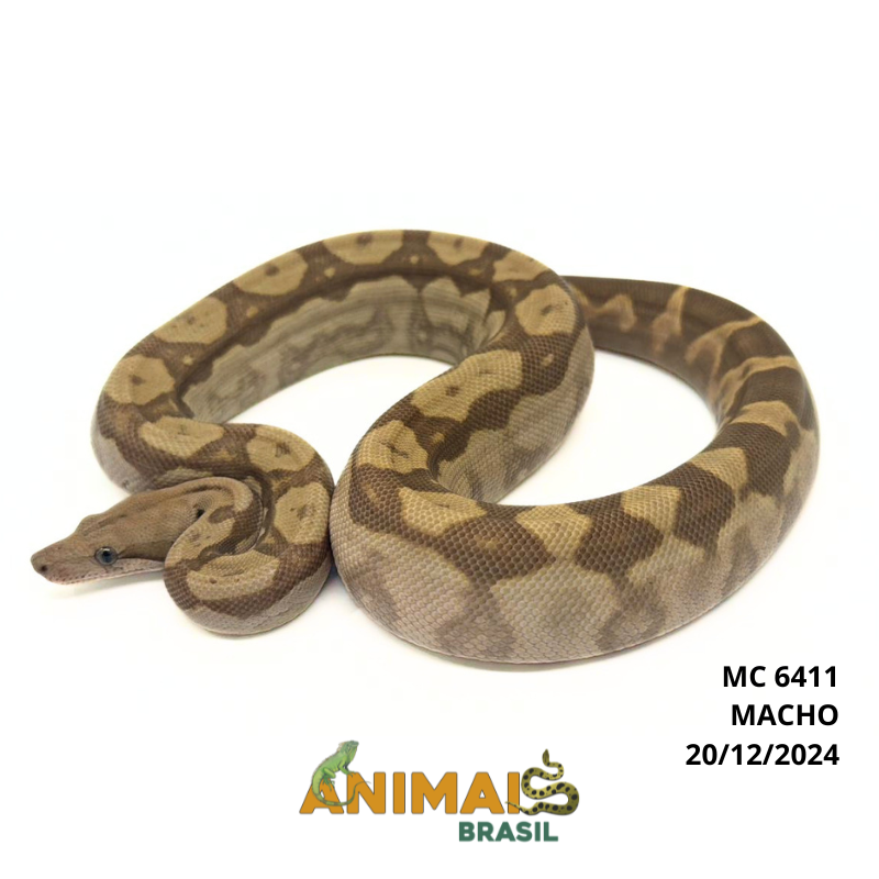 Jiboia Bci (Boa constrictor imperator) - 6411 - Albino T+ Motley