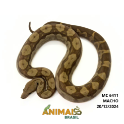 Jiboia Bci (Boa constrictor imperator) - 6411 - Albino T+ Motley