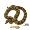 Jiboia Bci (Boa constrictor imperator) - 6411 - Albino T+ Motley