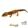 Gecko (Lagartixa Leopardo) - Em390 - Tremper Tangerine Jungle