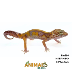 Gecko (Lagartixa Leopardo) - Em390 - Tremper Tangerine Jungle