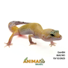 Gecko (Lagartixa Leopardo) - Em404 - Super Hypo Snake Eyes