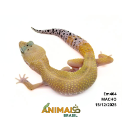 Gecko (Lagartixa Leopardo) - Em404 - Super Hypo Snake Eyes