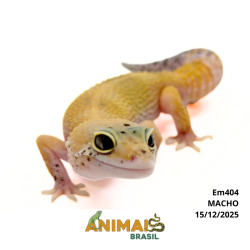 Gecko (Lagartixa Leopardo)...