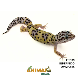 Gecko (Lagartixa Leopardo) - Em399 - Comum
