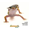 Gecko (Lagartixa Leopardo) - Em399 - Comum