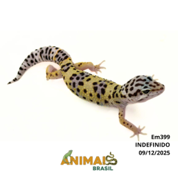Gecko (Lagartixa Leopardo) - Em399 - Comum