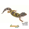 Gecko (Lagartixa Leopardo) - Em399 - Comum
