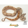 Jiboia Bci (Boa constrictor imperator) - A1677 - Super Hipo Reduced Pastel