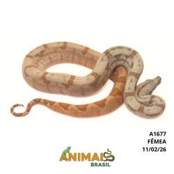 Jiboia Bci (Boa constrictor imperator) - A1677 - Super Hipo Reduced Pastel