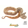 Jiboia Bci (Boa constrictor imperator) - A1677 - Super Hipo Reduced Pastel
