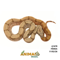 Jiboia Bci (Boa constrictor imperator) - A1678  - Hipo Pastel Reduced