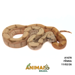 Jiboia Bci (Boa constrictor...