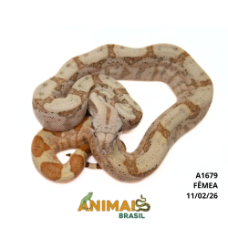 Jiboia Bci (Boa constrictor imperator) - A1679 - Sunset Pastel