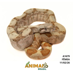 Jiboia Bci (Boa constrictor imperator) - A1679 - Sunset Pastel