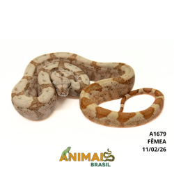 Jiboia Bci (Boa constrictor...
