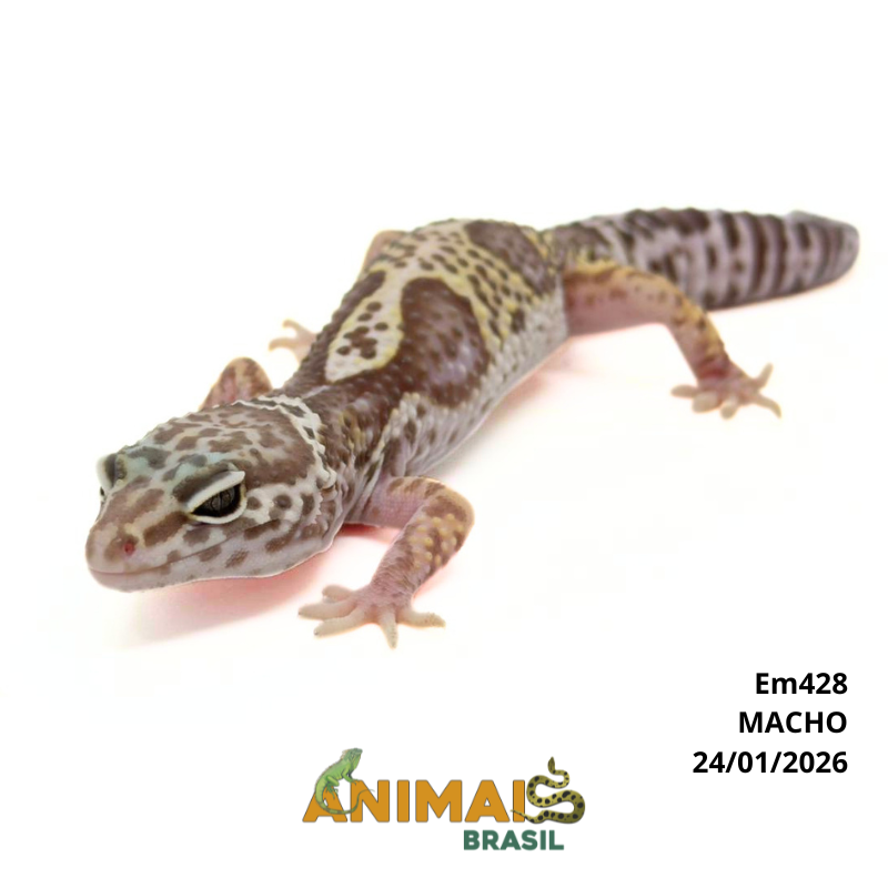 Gecko (Lagartixa Leopardo) - Em428 - Mack Snow Tremper