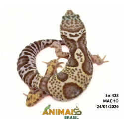 Gecko (Lagartixa Leopardo) - Em428 - Mack Snow Tremper