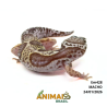 Gecko (Lagartixa Leopardo) - Em428 - Mack Snow Tremper