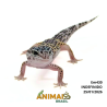 Gecko (Lagartixa Leopardo) - Em430 - Comum