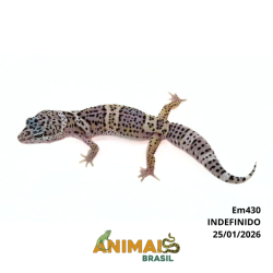 Gecko (Lagartixa Leopardo) - Em430 - Comum
