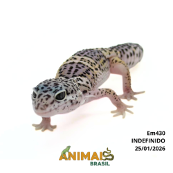 Gecko (Lagartixa Leopardo) - Em430 - Comum
