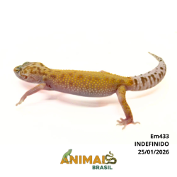Gecko (Lagartixa Leopardo) - Em433 - Raptor