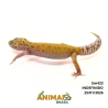 Gecko (Lagartixa Leopardo) - Em433 - Raptor