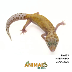Gecko (Lagartixa Leopardo) - Em433 - Raptor