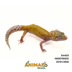 Gecko (Lagartixa Leopardo)...