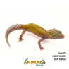 Gecko (Lagartixa Leopardo) - Em433 - Raptor