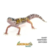 Gecko (Lagartixa Leopardo) - Em437 - High Yellow