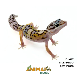 Gecko (Lagartixa Leopardo) - Em437 - High Yellow