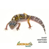 Gecko (Lagartixa Leopardo) - Em437 - High Yellow