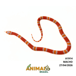 Milk Snake Hondurensis...