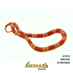 Milk Snake Hondurensis (Lampropeltis triangulum) - A1914