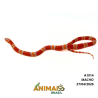 Milk Snake Hondurensis (Lampropeltis triangulum) - A1914