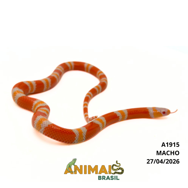 Milk Snake Hondurensis (Lampropeltis triangulum) - A1915