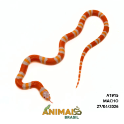 Milk Snake Hondurensis (Lampropeltis triangulum) - A1915