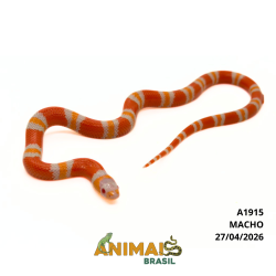 Milk Snake Hondurensis (Lampropeltis triangulum) - A1915