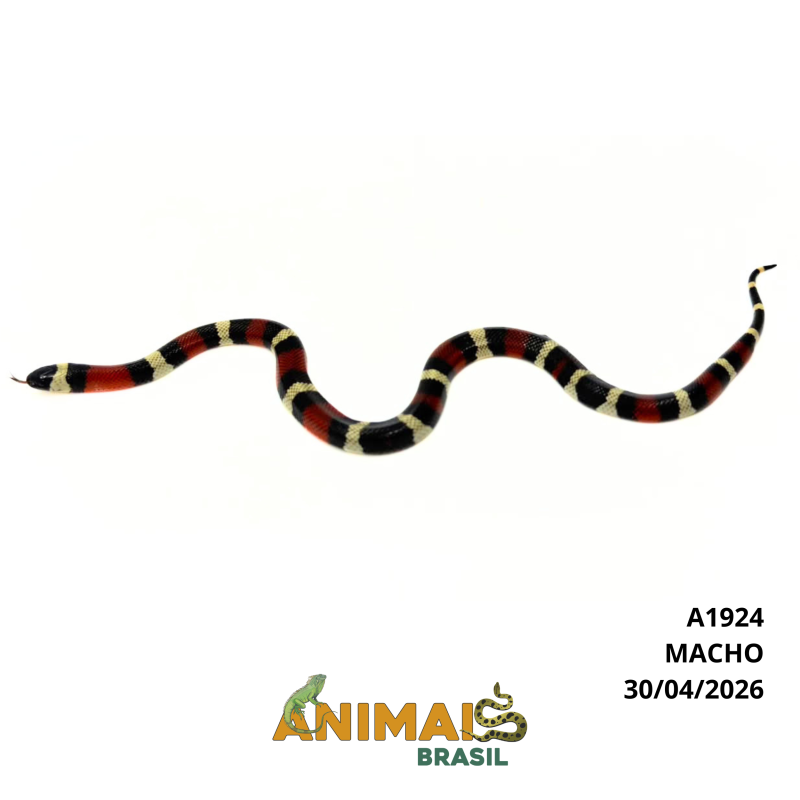 Milk Snake Campbelli (Lampropeltis triangulum) - A1924