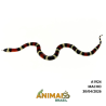 Milk Snake Campbelli (Lampropeltis triangulum) - A1924