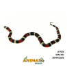 Milk Snake Campbelli (Lampropeltis triangulum) - A1924