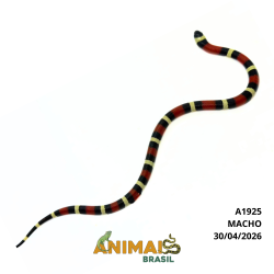 Milk Snake Campbelli (Lampropeltis triangulum) - A1925